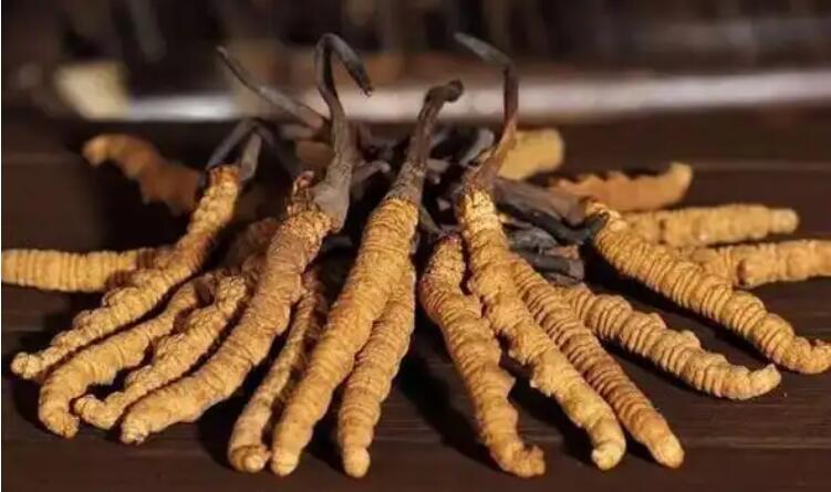 夏日炎炎，新鮮冬蟲夏草怎么吃最好