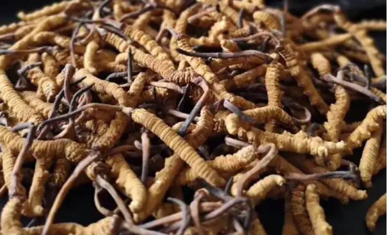 新鮮冬蟲(chóng)夏草怎么保存，鮮草怎么吃？