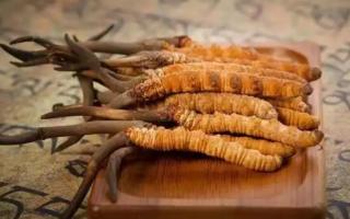 冬蟲夏草是新的好還是陳的好，冬蟲夏草是新鮮的好還是曬干的好