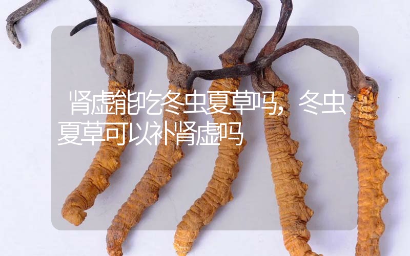 腎虛能吃冬蟲夏草嗎，冬蟲夏草可以補腎虛嗎？