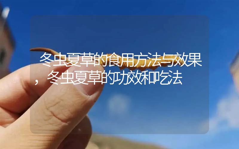 冬蟲夏草的食用方法與效果，冬蟲夏草的食用方法！