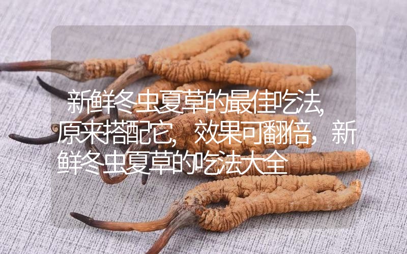 新鮮冬蟲夏草的最佳吃法,原來搭配它,效果可翻倍，新鮮冬蟲夏草的吃法大全