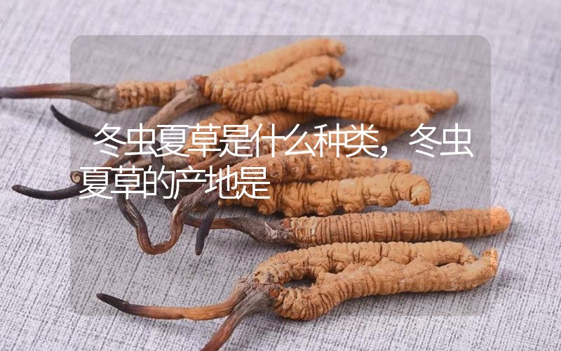 冬蟲夏草是什么種類，冬蟲夏草的產(chǎn)地是