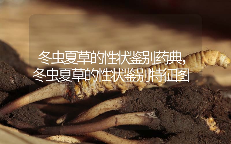 冬蟲夏草的性狀鑒別藥典，冬蟲夏草的性狀鑒別特征圖