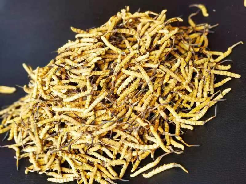 冬蟲夏草哪幾種食用方法比較好呢？推薦幾種參考