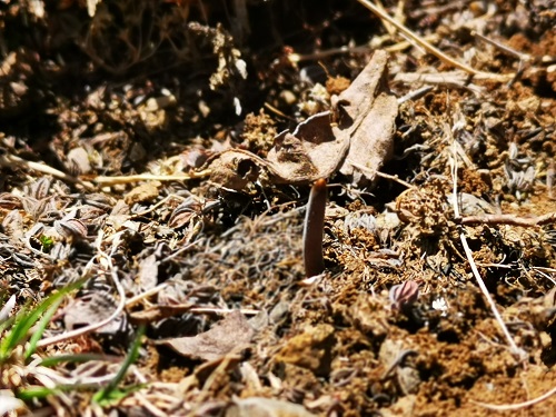 冬蟲夏草是蟲子還是草呢？它是如何生長的