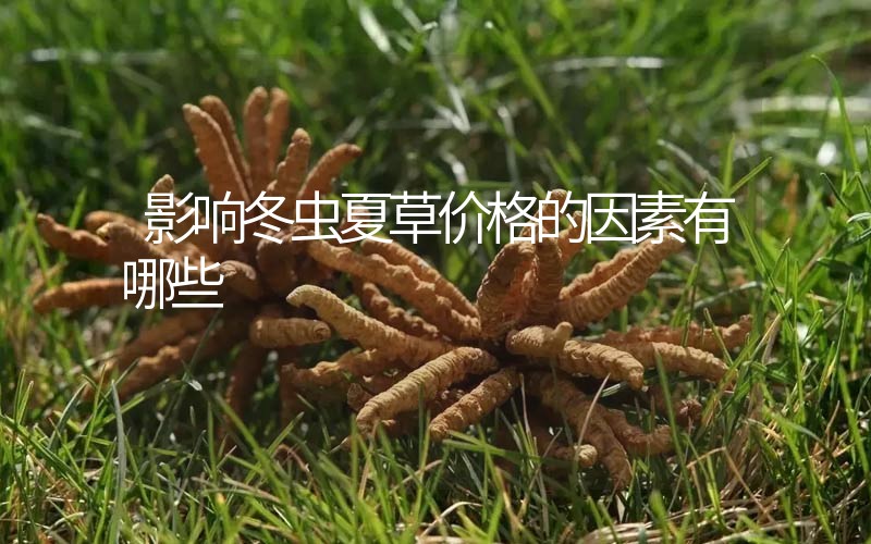 影響冬蟲(chóng)夏草價(jià)格的因素有哪些？