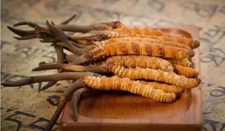 鮮蟲草和干蟲草，應(yīng)該怎么選擇？