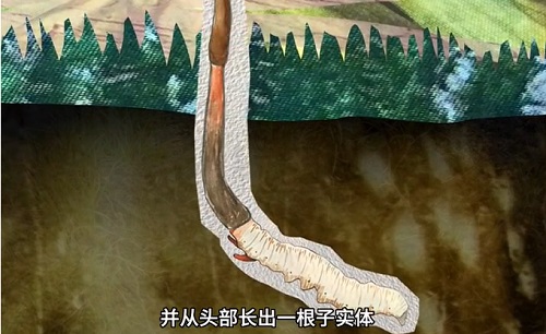 冬蟲夏草到底是蟲還是草？你猜到了嗎？
