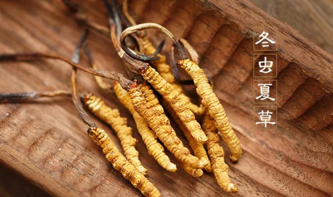 冬蟲夏草有什么藥用價值？冬蟲夏草作用與效果