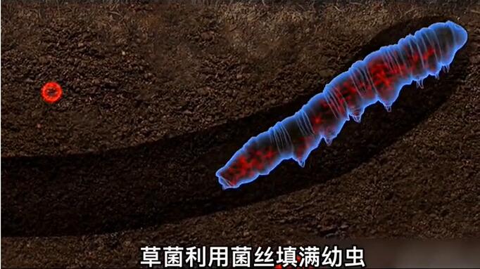 神奇的冬蟲夏草為什么能從蟲子變成草？它到底是怎么形成的呢？