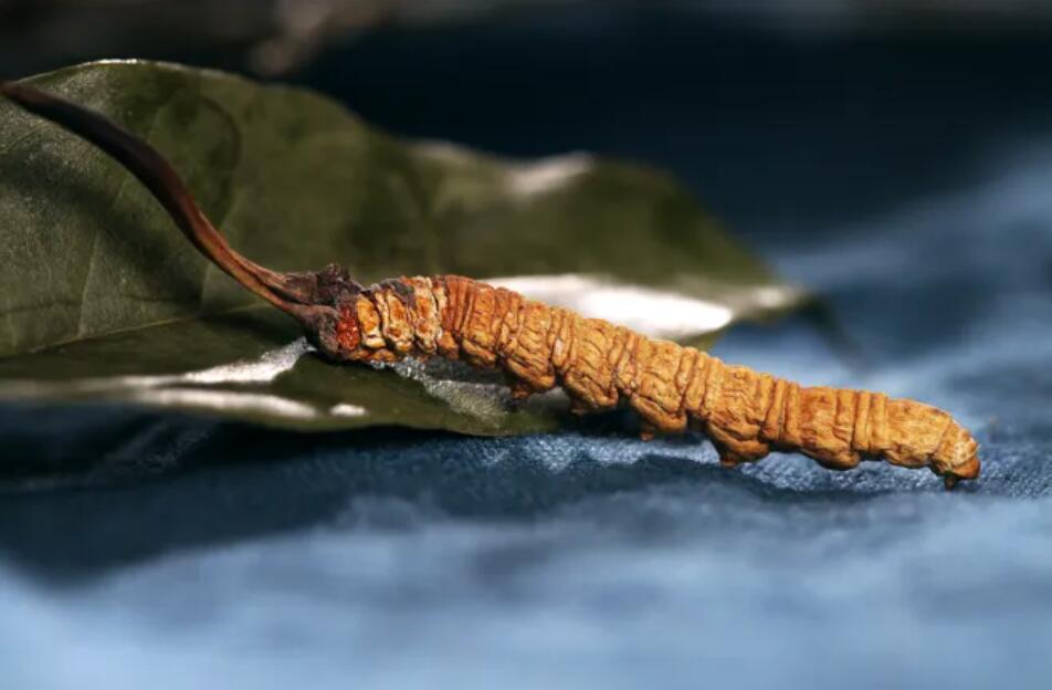 冬蟲(chóng)夏草的由來(lái)，冬蟲(chóng)夏草是怎么形成的？