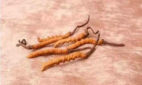 哪個產(chǎn)地的冬蟲夏草營養(yǎng)價值高,哪里的蟲草更好？