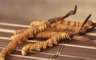 新鮮冬蟲夏草哪里有賣？哪里可以買到新鮮的冬蟲夏草？