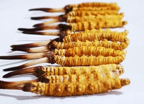 如何判斷冬蟲(chóng)夏草是否已經(jīng)過(guò)期了呢