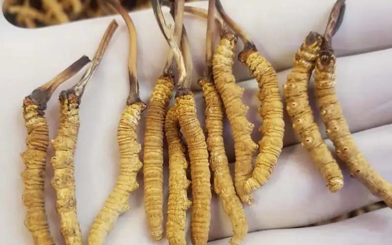 吃冬蟲(chóng)夏草會(huì)過(guò)敏嗎？冬蟲(chóng)夏草禁忌！