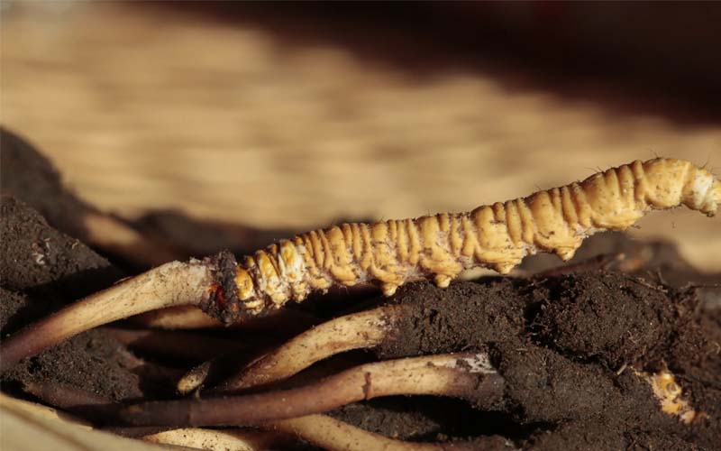 蟲草和冬蟲夏草作用區(qū)別？蟲草就是冬蟲夏草嗎？