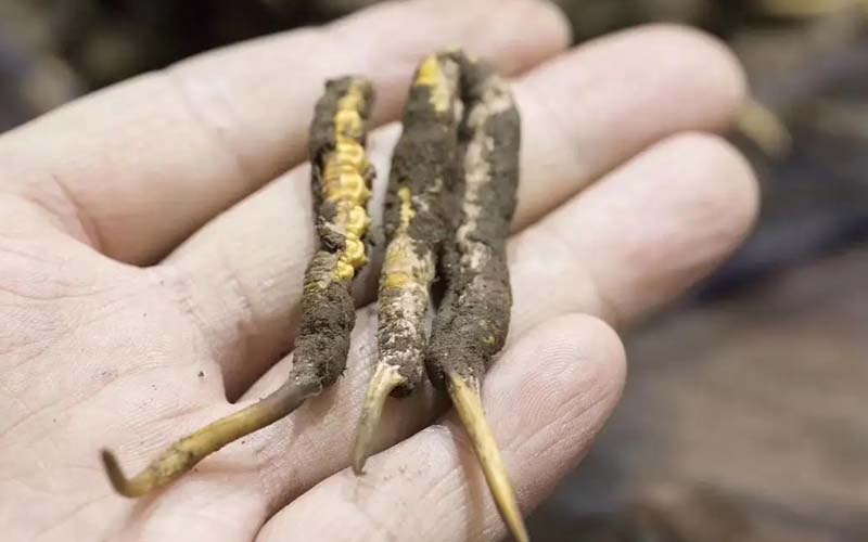 西藏那曲冬蟲夏草批發(fā)價格?那曲蟲草批發(fā)價多少錢一斤？