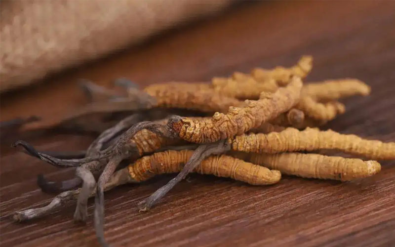 冬蟲夏草怎樣吃效果好？冬蟲夏草的食用方法！