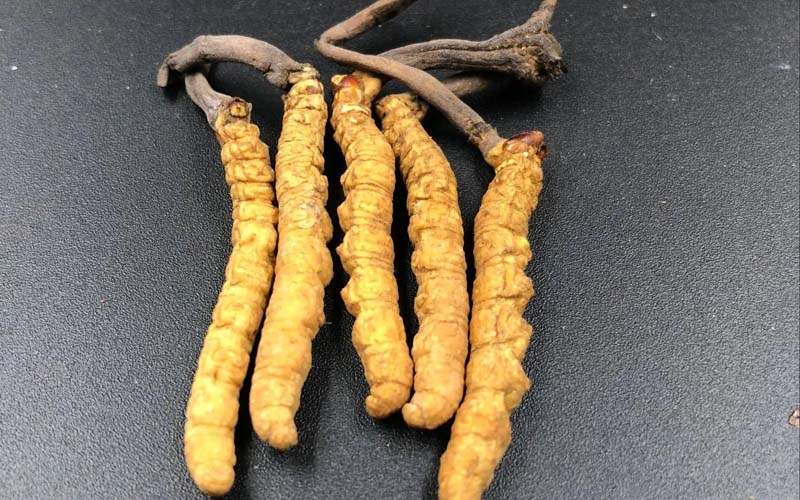 女人服用冬蟲(chóng)夏草有什么作用？冬蟲(chóng)夏草對(duì)女性的作用  ? ?