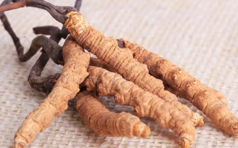 感冒能吃冬蟲夏草嗎?(感冒了怎么服用蟲草？)