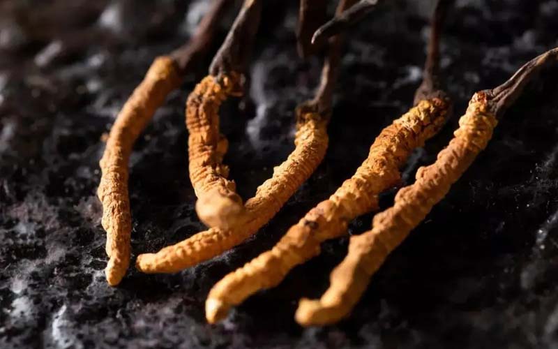 吃冬蟲(chóng)夏草有什么作用和作用(吃冬蟲(chóng)夏草對(duì)身體有什么好處)