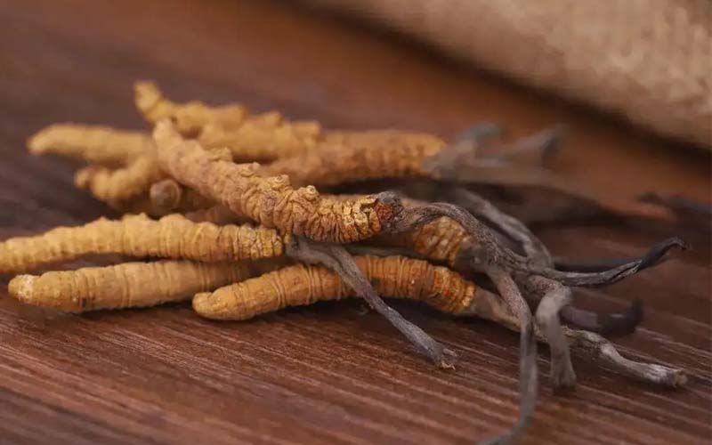 西藏的冬蟲夏草作用如何？