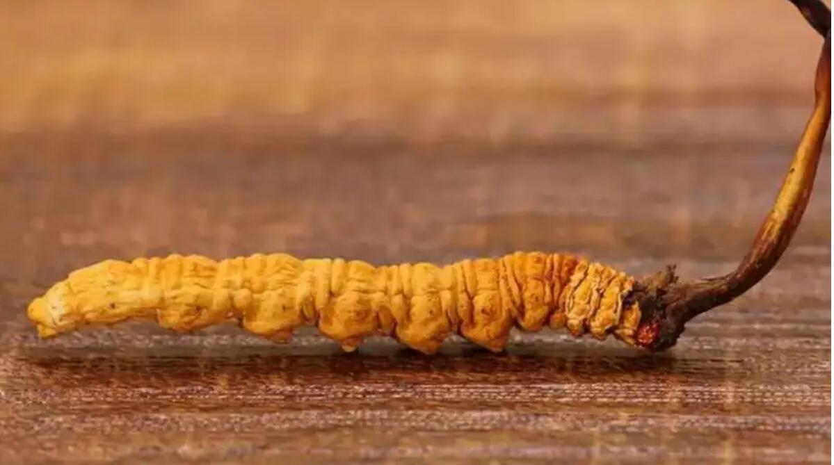 冬蟲夏草普洱茶效果好嗎？