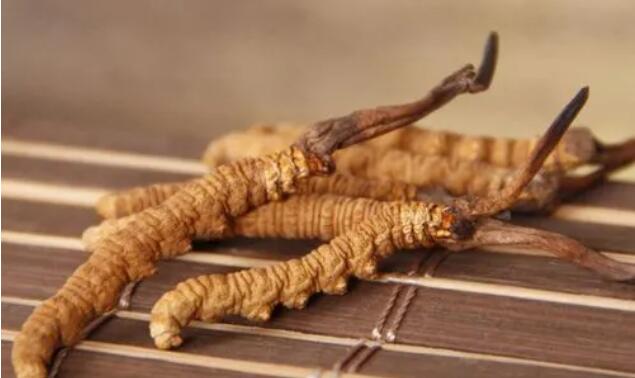 新鮮真假冬蟲夏草辨別方式？