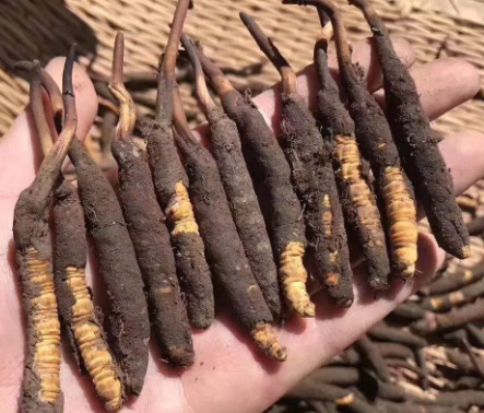 <a href=http://m.ddhuz.com/xinxian/ target=_blank class=infotextkey>新<a href=http://m.ddhuz.com/xinxian/ target=_blank class=infotextkey>鮮冬蟲夏草</a></a>