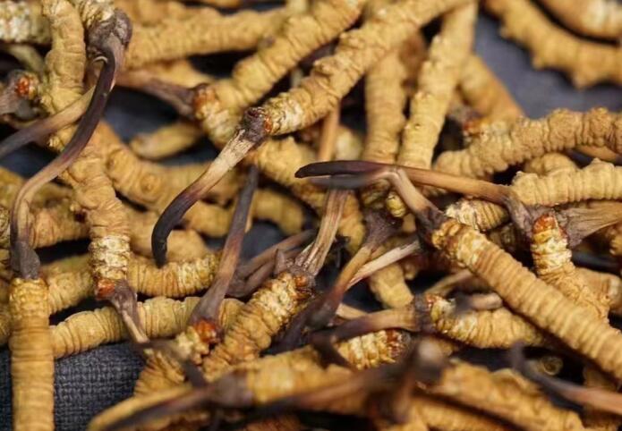 什么樣的冬蟲夏草不能買？