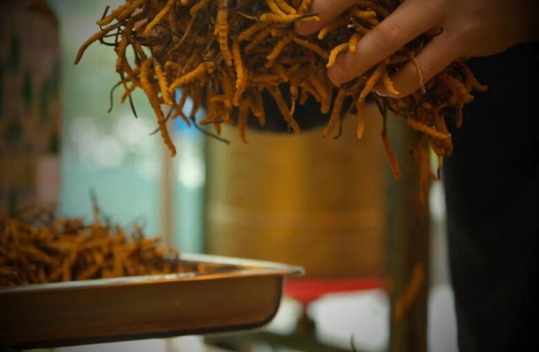 冬蟲(chóng)夏草有什么作用?和大小、斷草有關(guān)系嗎?