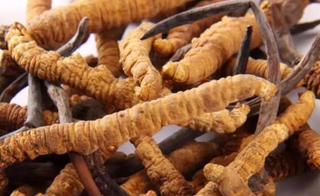 <a href=http://m.ddhuz.com/chifa/ target=_blank class=infotextkey>冬蟲夏草的吃法</a>