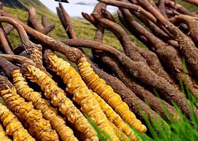 冬蟲(chóng)夏草