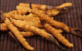 冬蟲(chóng)夏草好在哪？