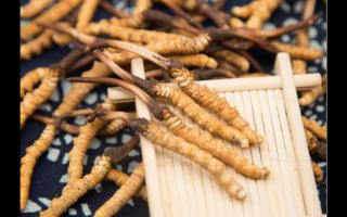 冬蟲夏草為什么這么昂貴？