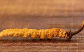 冬蟲夏草剛出土怎么保存？