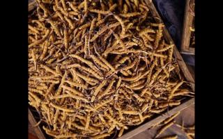 了解一下：冬蟲夏草的產(chǎn)地和采摘方式！