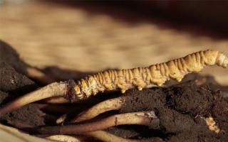 購(gòu)買冬蟲夏草需要注意哪些事項(xiàng)？