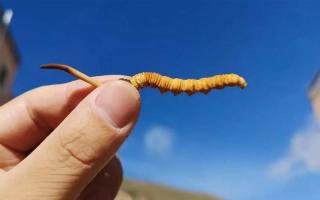 挑戰(zhàn)你的眼力：看出新鮮冬蟲夏草和干草的差異嗎？