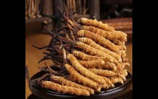 假的冬蟲夏草都是用什么做的呢？