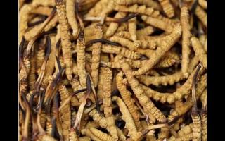 高品質(zhì)冬蟲夏草，全程人工采挖值得信賴！