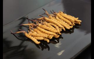 該不該買冬蟲(chóng)夏草的成裝食品呢？