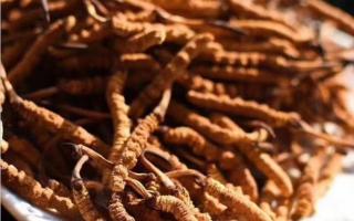 冬蟲夏草如何用花椒來保存？能保存多久？