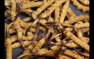 凍干的冬蟲(chóng)夏草品質(zhì)如何！與新鮮的相比如何？