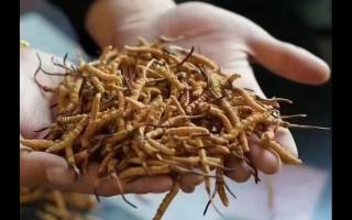 哪種渠道購買冬蟲夏草較靠譜？網(wǎng)上的怎么樣？
