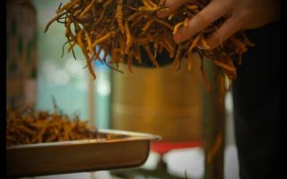 冬蟲夏草的產(chǎn)地規(guī)格不同，對價格有何影響？