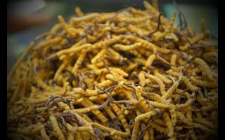 常見的幾種不合格冬蟲夏草，要學(xué)會(huì)分辨！