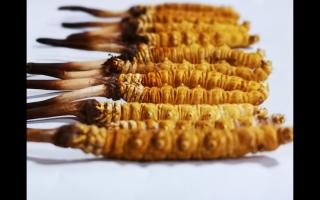 冬蟲(chóng)夏草行家教你3個(gè)細(xì)節(jié)，避免買(mǎi)到假蟲(chóng)草！