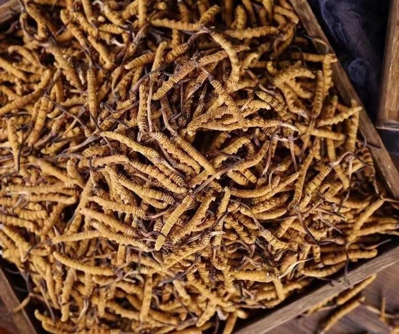 冬蟲夏草和白蟲草有什么區(qū)別？